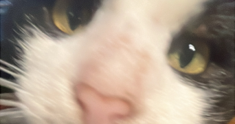 anaïs pet sitter à LINSELLES 59126_2