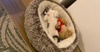 bastien pet sitter à L HAY LES ROSES 94240_3