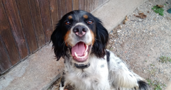 lea pet sitter à EYSINES 33320_1