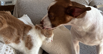 caille pet sitter à LE HAILLAN 33185_1