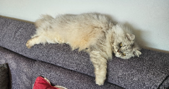 lena pet sitter à PORNIC 44210_7