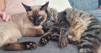 elise pet sitter à CLERMONT FERRAND 63000_2