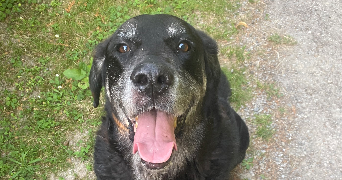 matheo pet sitter à Belley 01300_1