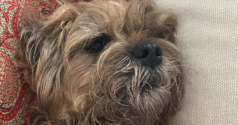 angeline pet sitter à CARCASSONNE 11000_7