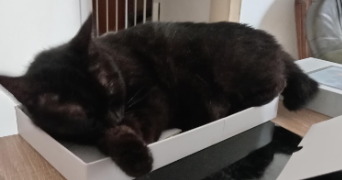 manon pet sitter à VARENNES 82370_1