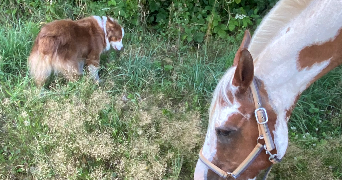 angélique pet sitter à BARON 60300_2