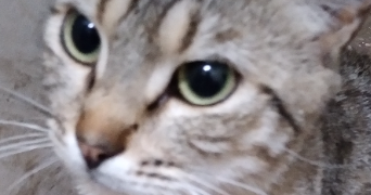 habib pet sitter à MULHOUSE 68100_0