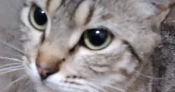 habib pet sitter à MULHOUSE 68100