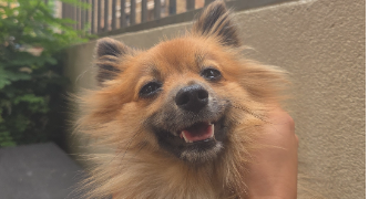 maxence pet sitter à FLEURY 11560_6