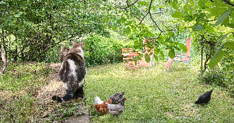 clara pet sitter à ST PAUL LA COSTE 30480_3