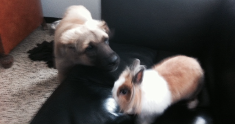 maëva pet sitter à CHAZELLES SUR LYON 42140_8