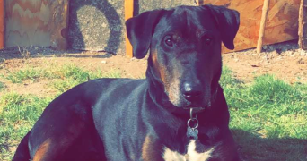 amelie pet sitter à ST DIE DES VOSGES 88100_3