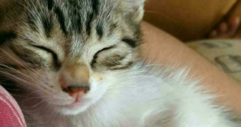 rajae pet sitter à MAISONS ALFORT 94700_1