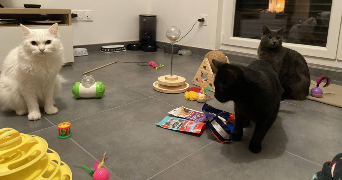 mounia pet sitter à MONTIGNY LES METZ 57950_9