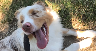 ophelie pet sitter à TOULOUSE 31400_3