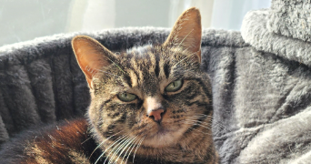 julie pet sitter à PONTFAVERGER MORONVILLIERS 51490_4