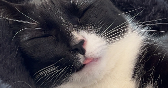 olivia pet sitter à MOELAN SUR MER 29350_3