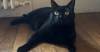 ophelie cat sitter à CHARTRES 28000_18