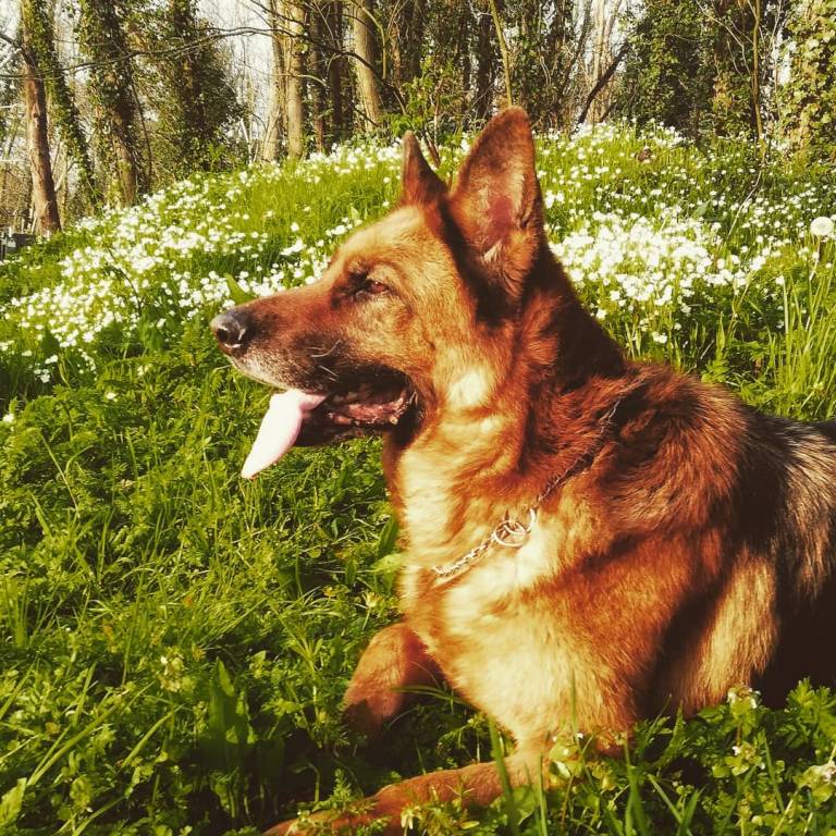 claudie pet sitter à ROZ LANDRIEUX 35120_0