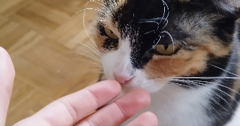 chloé pet sitter à TRIGNAC 44570_1