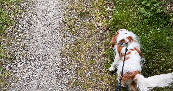 isabelle pet sitter à VANNES 56000_4