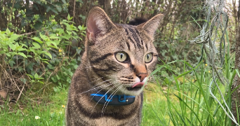 chloé pet sitter à BOURGUEBUS 14540_0