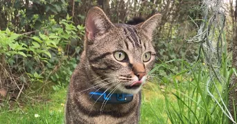 chloé pet sitter à BOURGUEBUS 14540