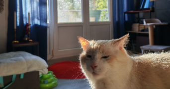 léa pet sitter à VITROLLES 13127_4