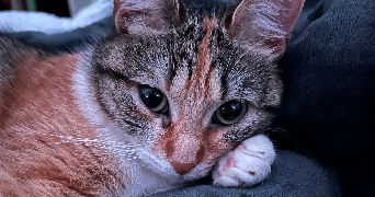 océane pet sitter à LADOIX SERRIGNY 21550_2