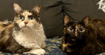 nina pet sitter à CHENNEVIERES SUR MARNE 94430_0