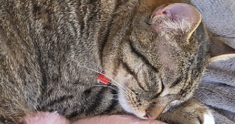 solenn pet sitter à CONFLANS STE HONORINE 78700_2