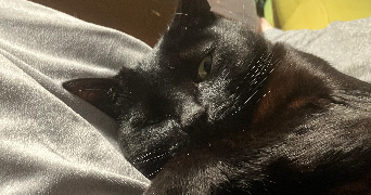 constance pet sitter à LIMOGES 87000_0