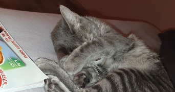 myriam pet sitter à Lyon 69008_1
