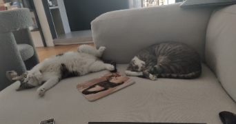 romain cat sitter à PARIS 12 75012_0