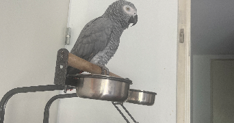 hakima pet sitter à ST JORY 31790_0