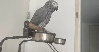 hakima pet sitter à ST JORY 31790