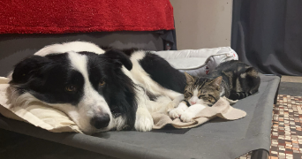 tiffany pet sitter à BOMY 62960_1