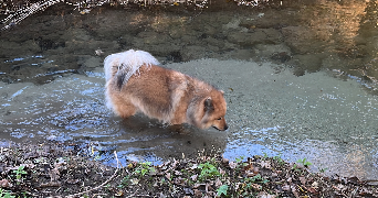 oceane pet sitter à PONT DE ROIDE VERMONDANS 25150_1