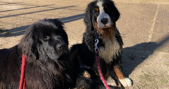 victoire pet sitter à SCEAUX 92330_3