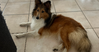 cathy pet sitter à CHIDRAC 63320_3