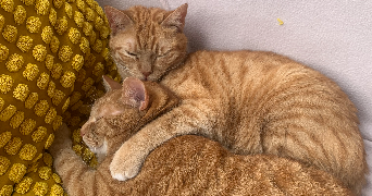 maëlys pet sitter à TOULOUSE 31200_4