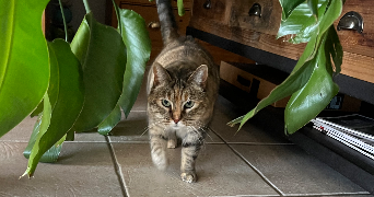 manon pet sitter à MARNOZ 39110_4