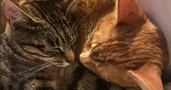 noann pet sitter à OLIVET 45160_1