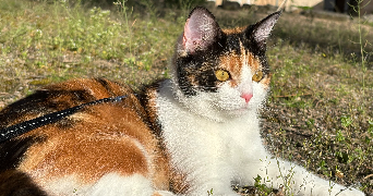 lucie pet sitter à LA CELLE SUR LOIRE 58440_1