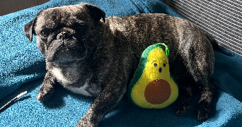 alexandra pet sitter à ST JEOIRE 74490_0