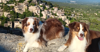 pauline pet sitter à COMBLOUX 74920_2