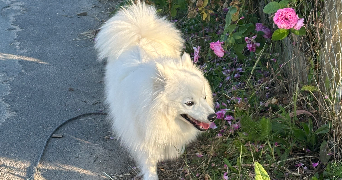 alexia pet sitter à JOUE LES TOURS 37300_9