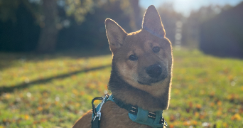 sarah pet sitter à ARDON 45160_7