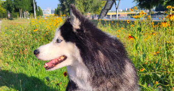 joanna pet sitter à ROUEN 76000_4