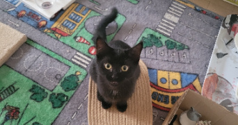 clodagh  pet sitter à TOURBES 34120_6